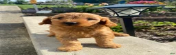 Cavapoo dogs for sale: Harper - Ad 9