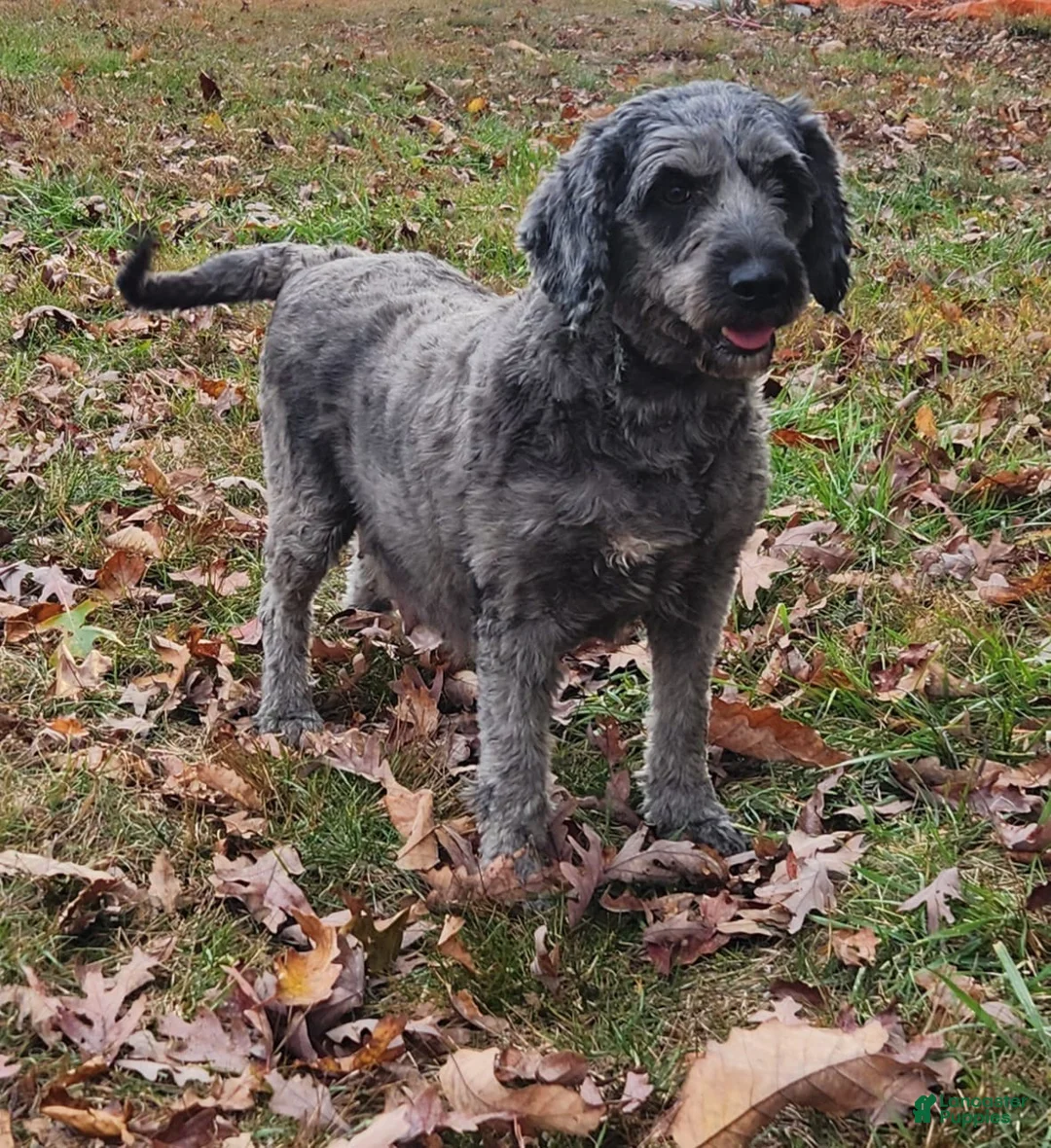Mini Goldendoodle dogs for sale: Poppy - Ad 2