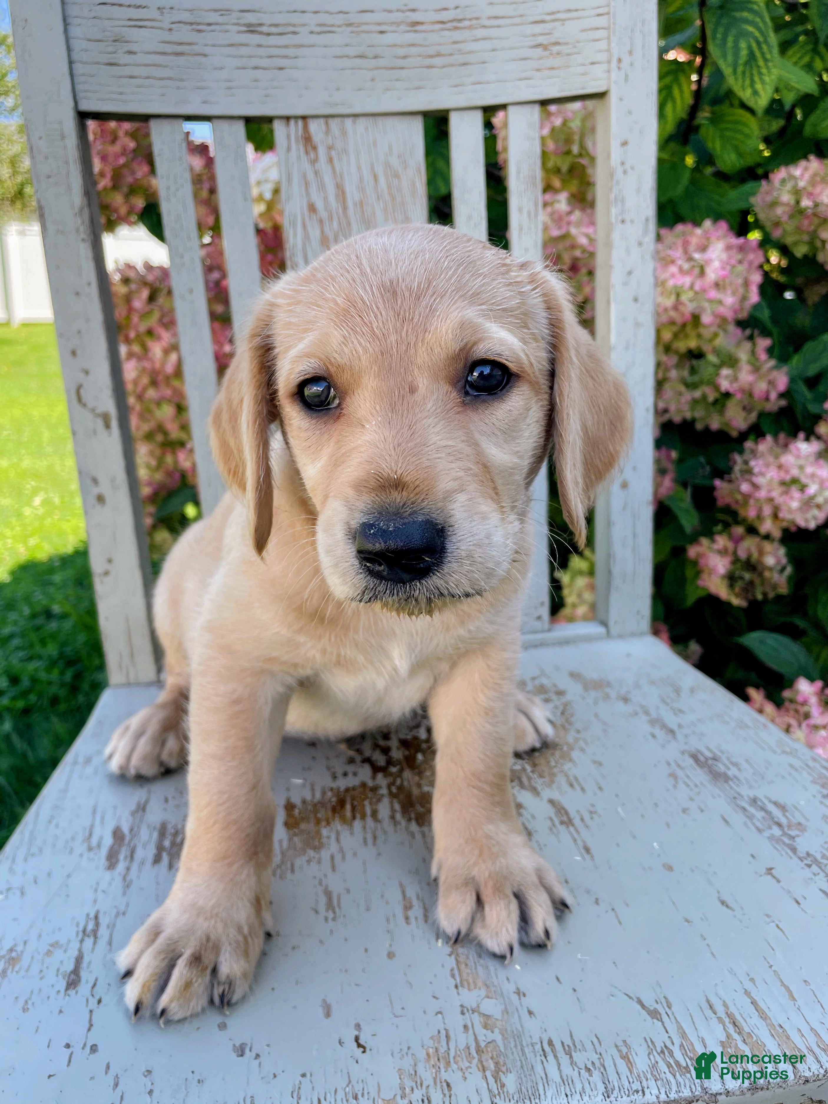 Mixed Breed dogs Ada - Ad 6