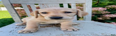 Ada