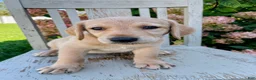 Mixed Breed dogs for sale: Ada - Ad 1
