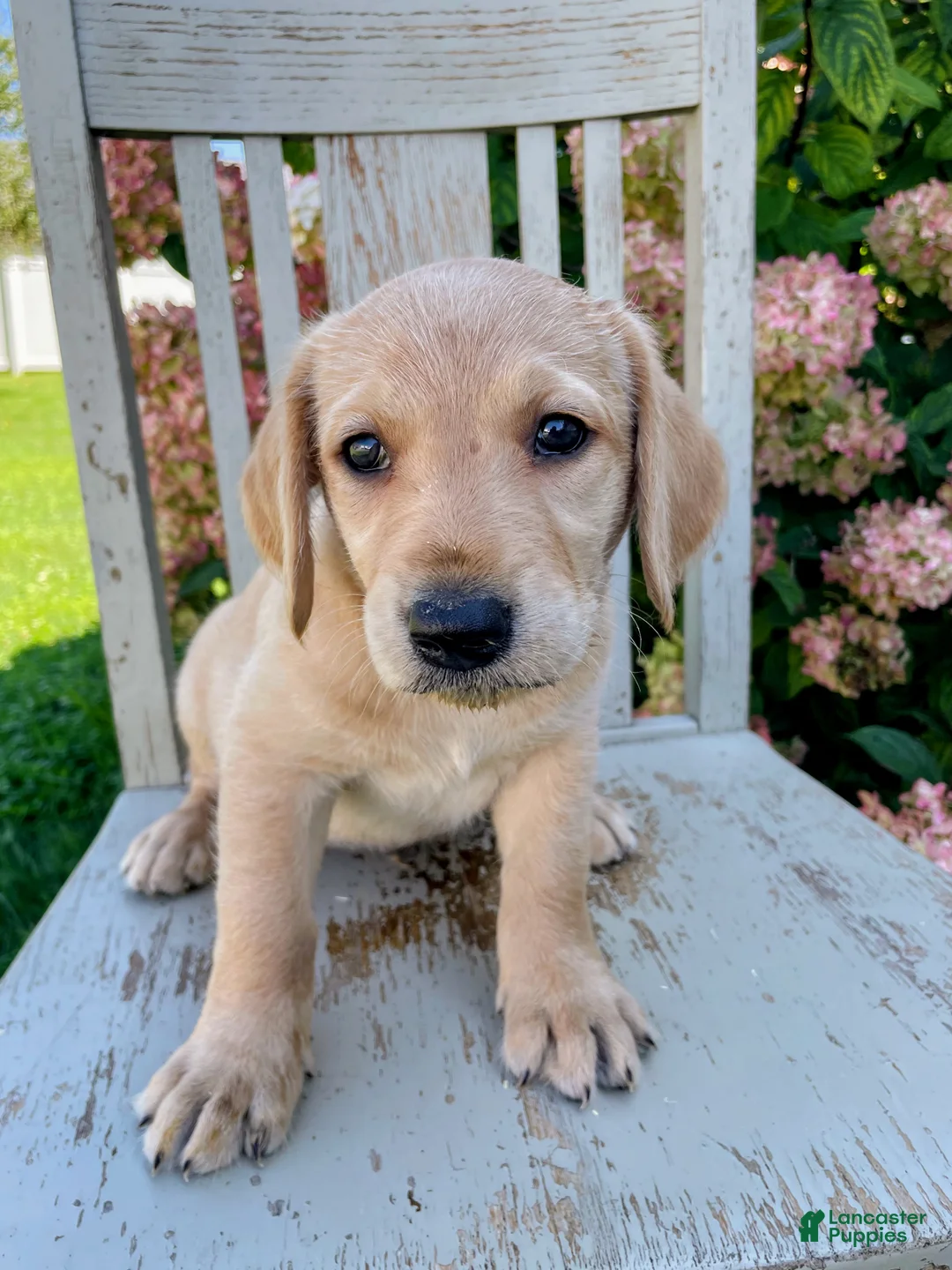 Mixed Breed dogs for sale: Ada - Ad 1