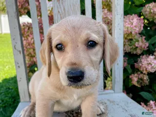 Mixed Breed dogs Ada - Ad 6
