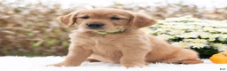 Golden Retriever dogs for sale: Greta  - Ad 4