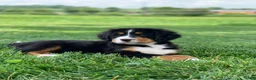 Bernese Mountain Dog dogs for sale: Pluto - Ad 13