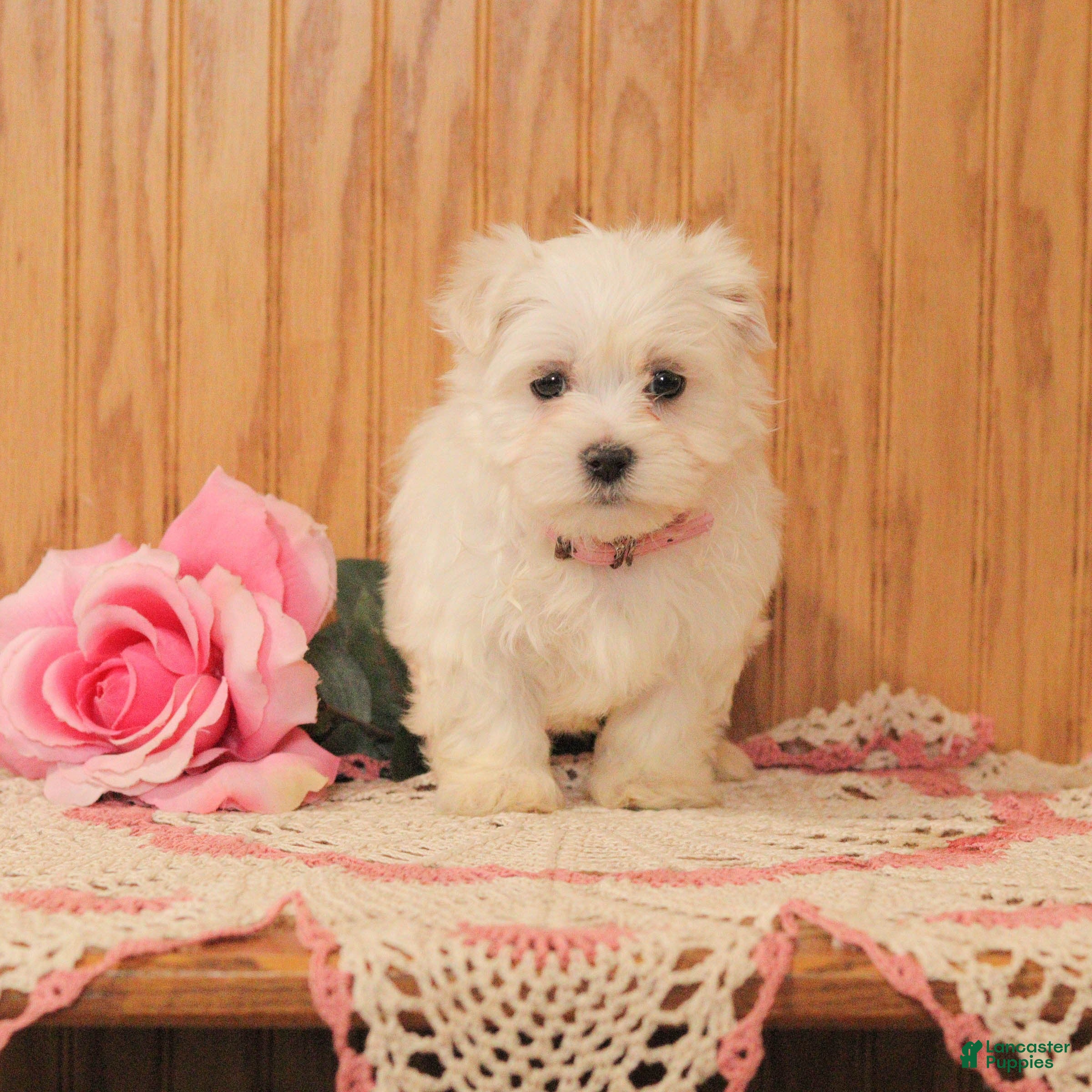 Malshi dogs Jade - Ad 5