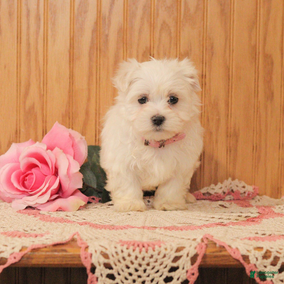 Malshi dogs for sale: Jade - Ad 1