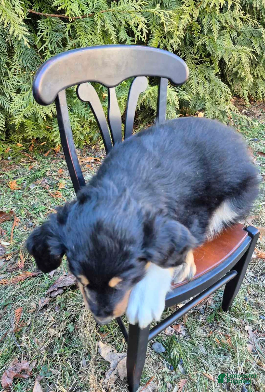 English Shepherd dogs for sale: English Shepherd Max  - Ad 2