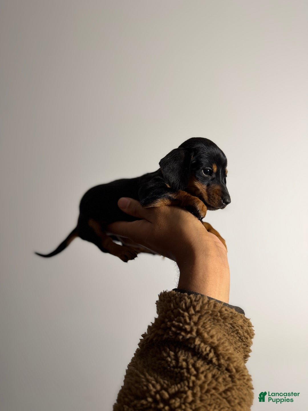 Miniature Dachshund dogs for sale: Mickey - Ad 3