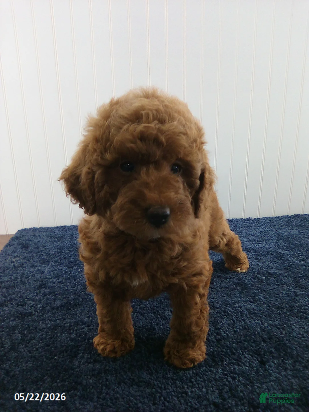 Miniature Poodle dogs for sale: Sherry - Ad 3