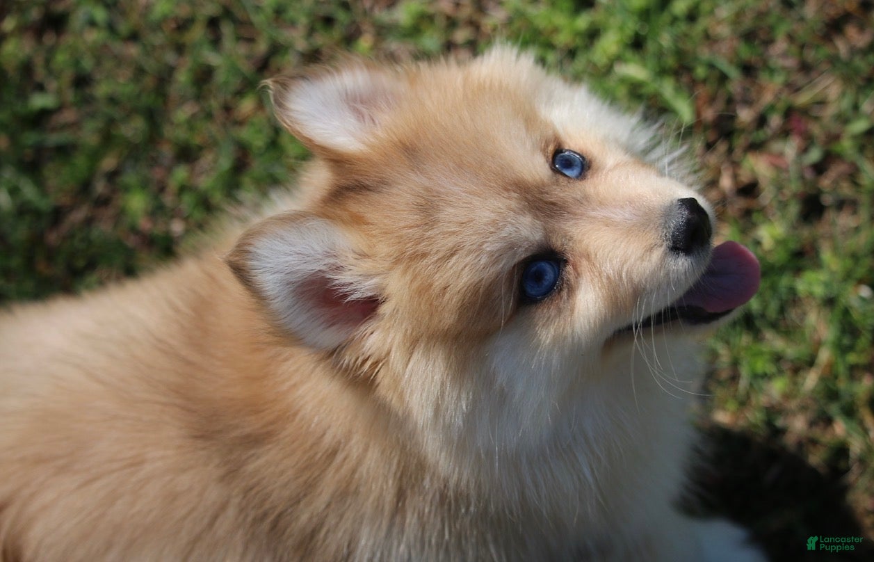 Pomsky dogs  Buddy - Ad 1