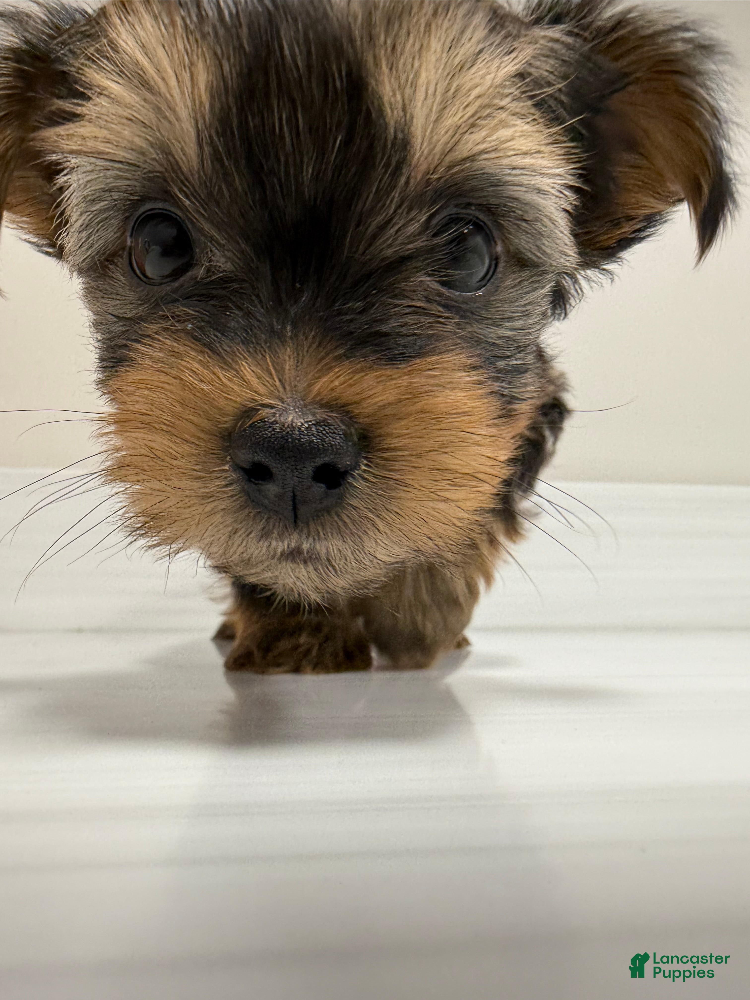 Yorkshire Terrier dogs Pumpkin - Ad 23