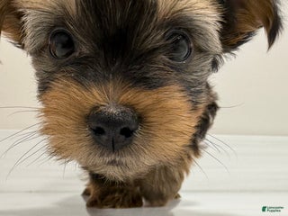 Yorkshire Terrier dogs Pumpkin - Ad 23