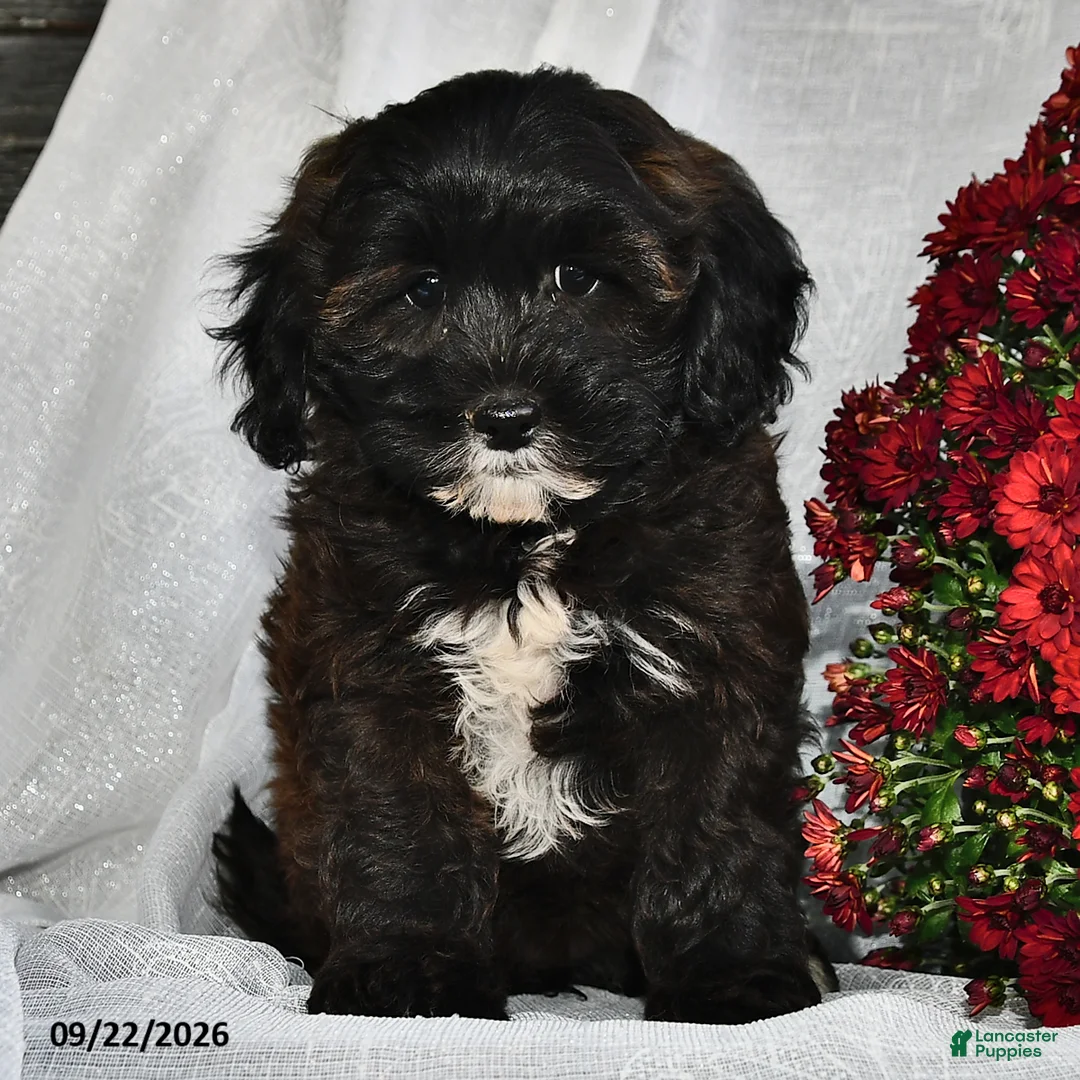 Shihpoo dogs for sale: Marbles  - Ad 1