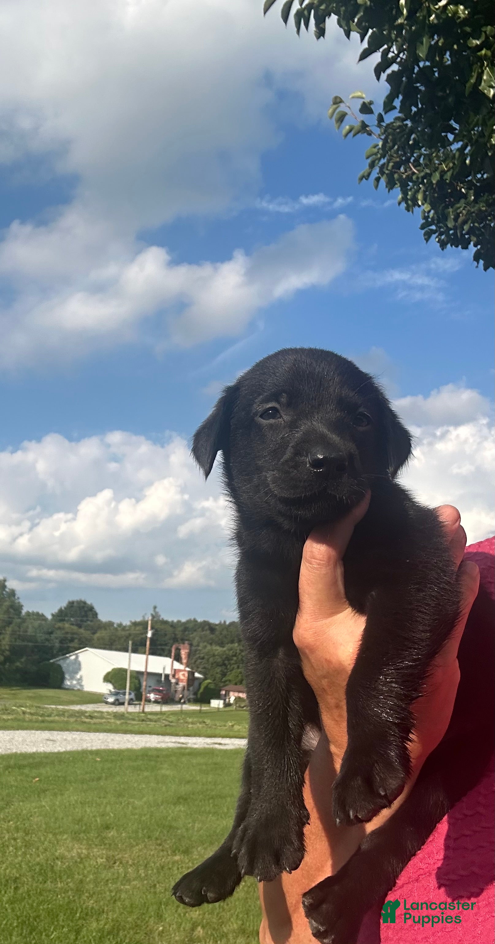 Labrador Retriever dogs scout - Ad 2