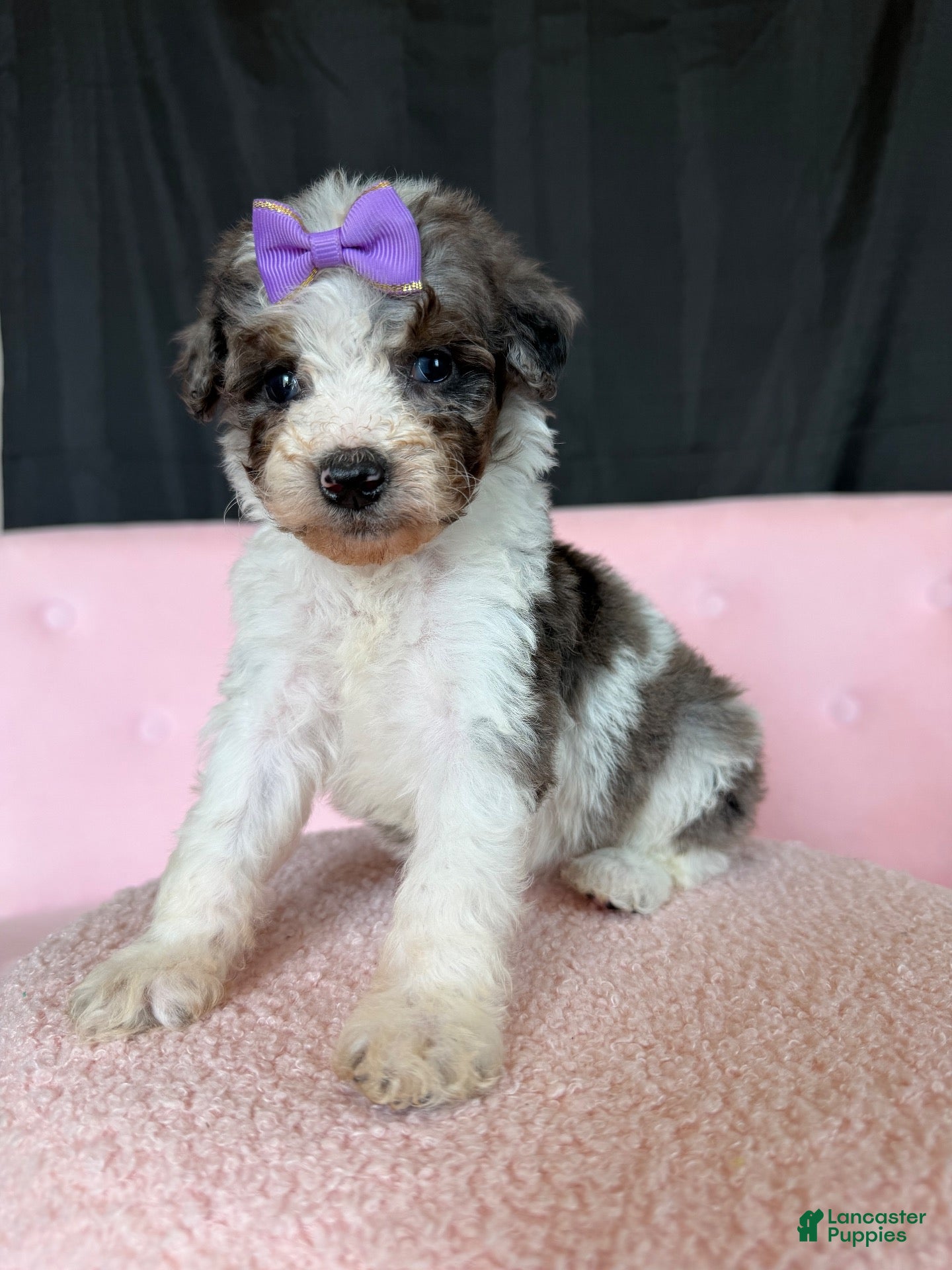Miniature Poodle dogs Akc Clear 🧬 tested Blue Merle Phantom Parti Girl - Ad 40