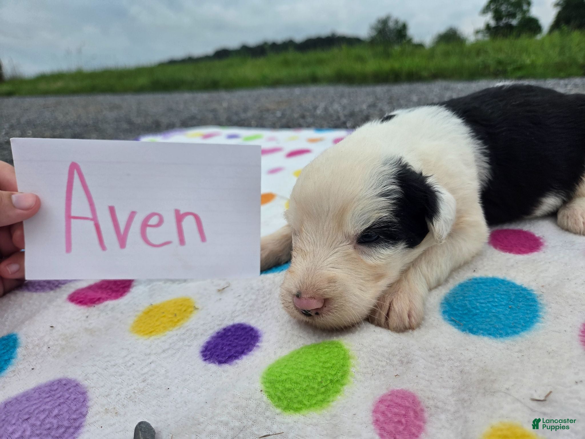 Sheepadoodle dogs Sheepadoodle 2 - Ad 7