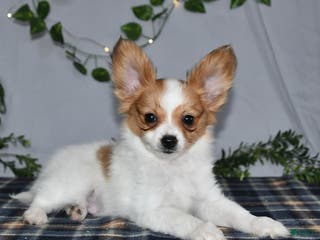 Papillon dogs Nobel - Ad 7