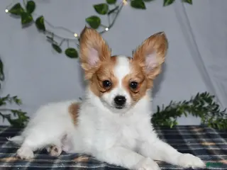 Papillon dogs Nobel - Ad 11