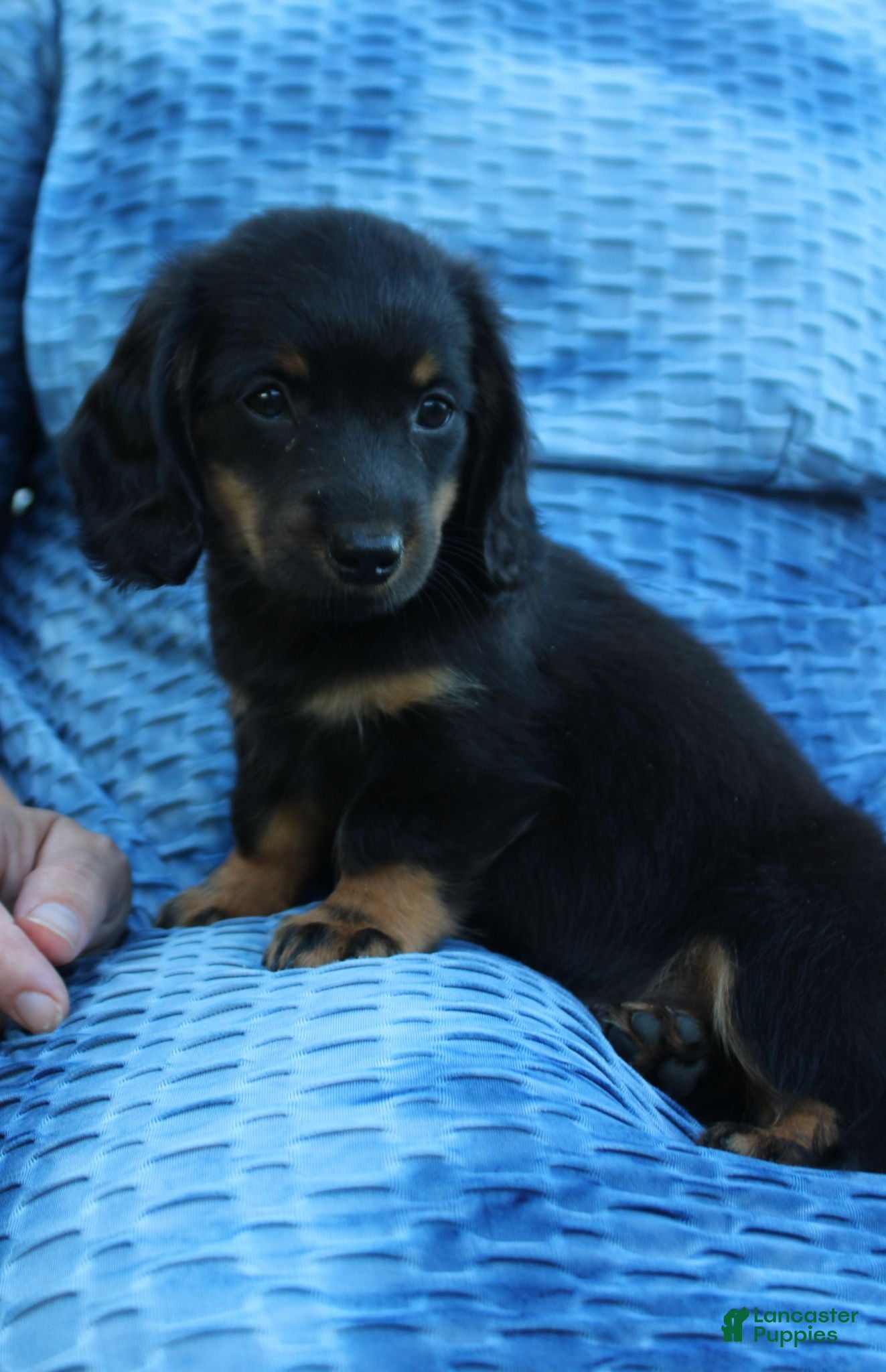 Dachshund dogs PIXIE - Ad 1
