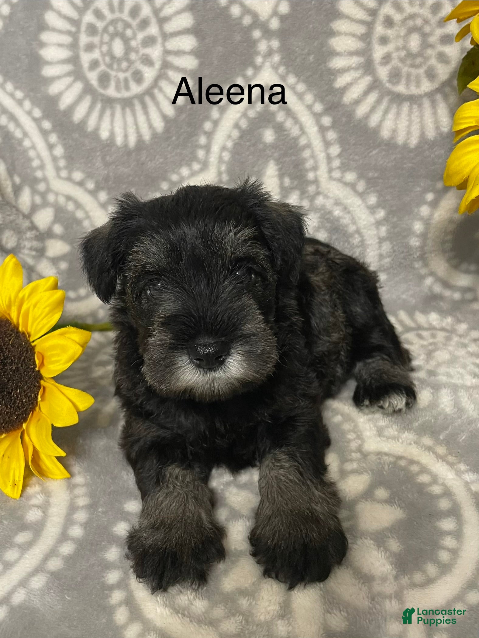 Miniature Schnauzer dogs Miniature Schnauzer 4 - Ad 1