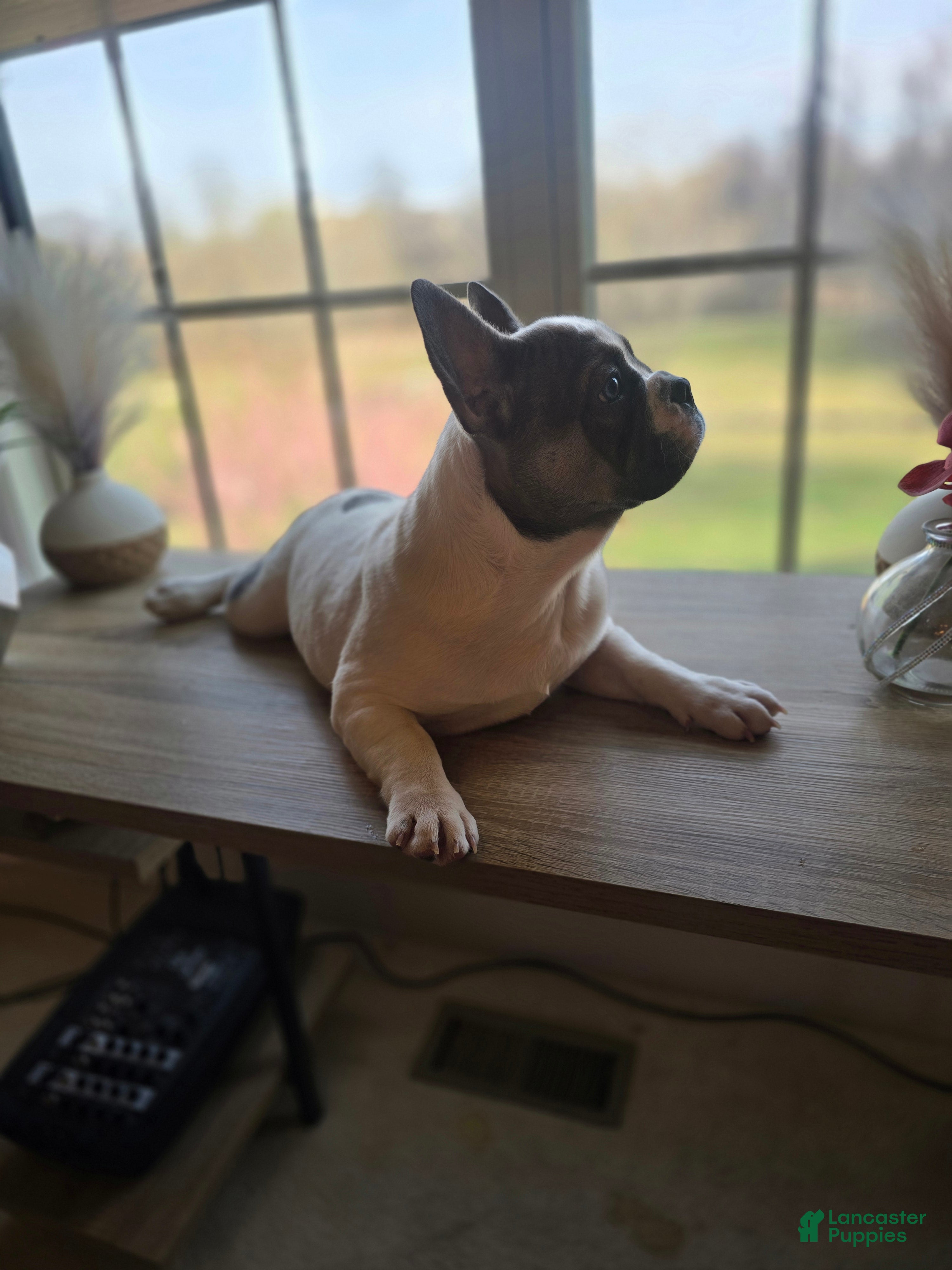 French Bulldog dogs for sale: French Bulldog Puppy 1 - Ad 2