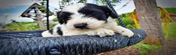 Havapoo dogs for sale: Shadow - Ad 4