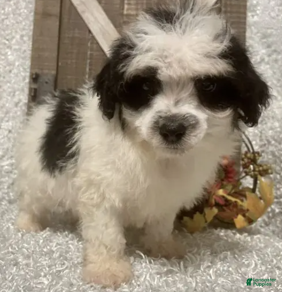 Toy Poodle dogs for sale: Prince - Ad 6