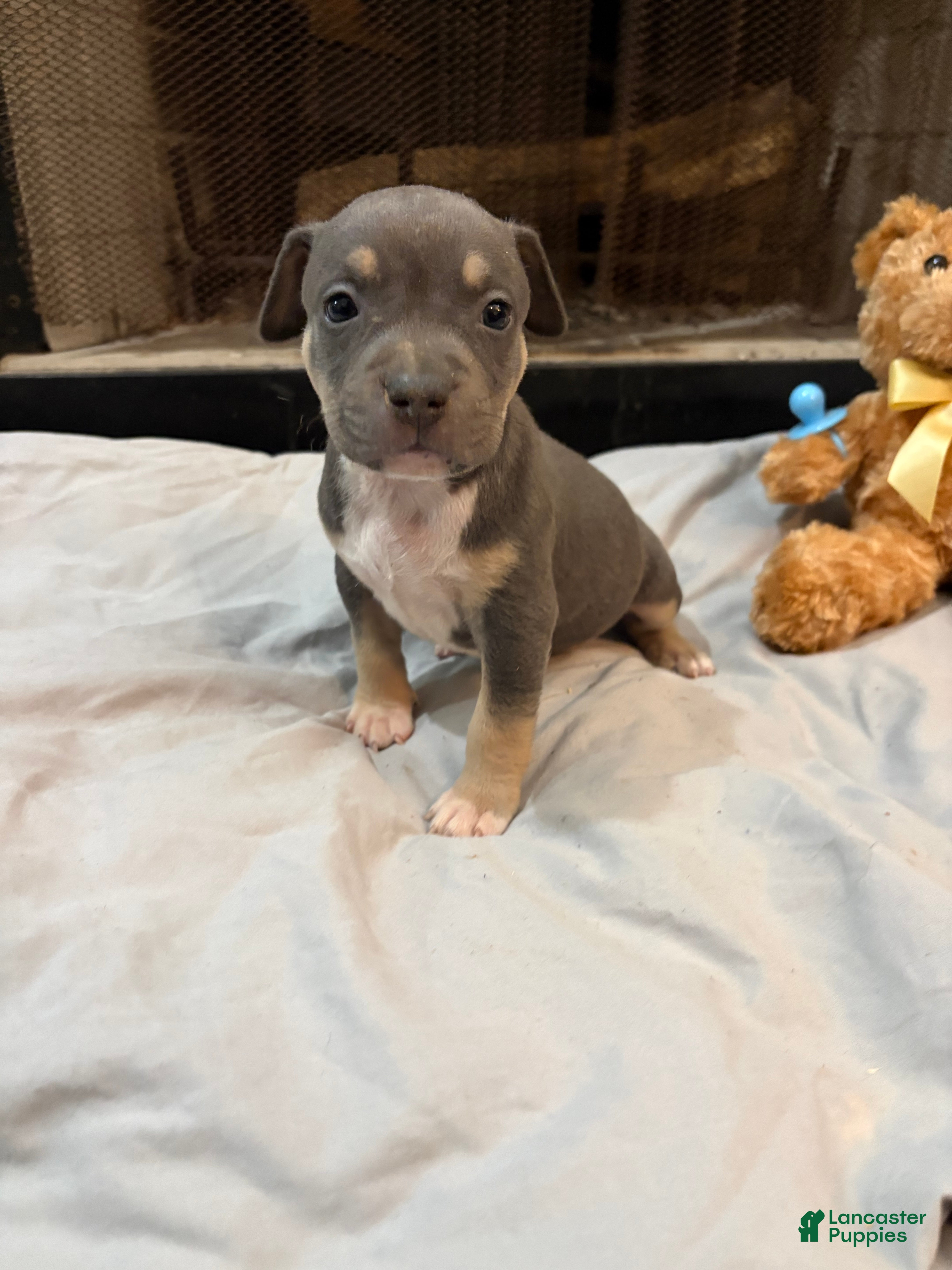 Mixed Breed dogs Pup 2 - Ad 35