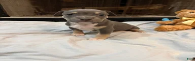 Pup 2