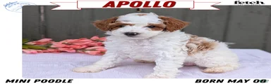 Apollo