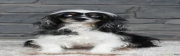 Cockapoo dogs for sale: Orsan - Ad 10