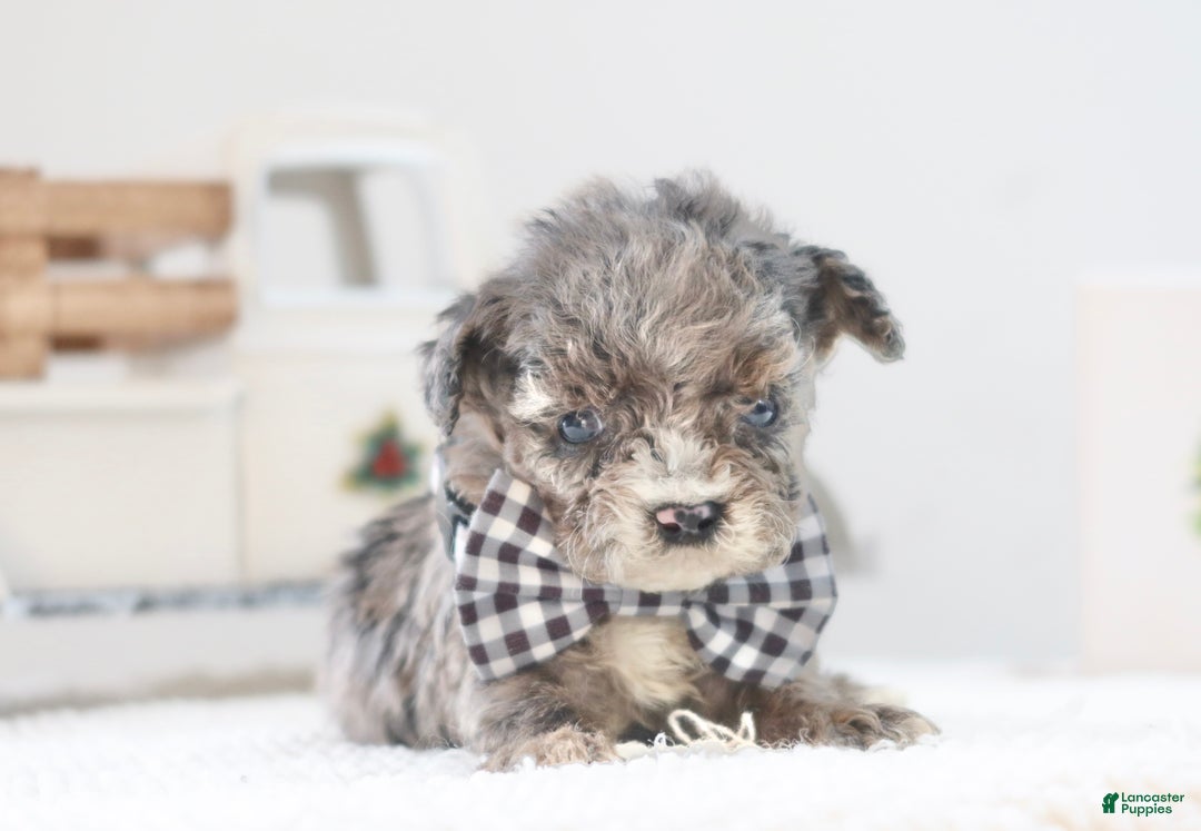 Toy Poodle dogs for sale: Dasher - Ad 2