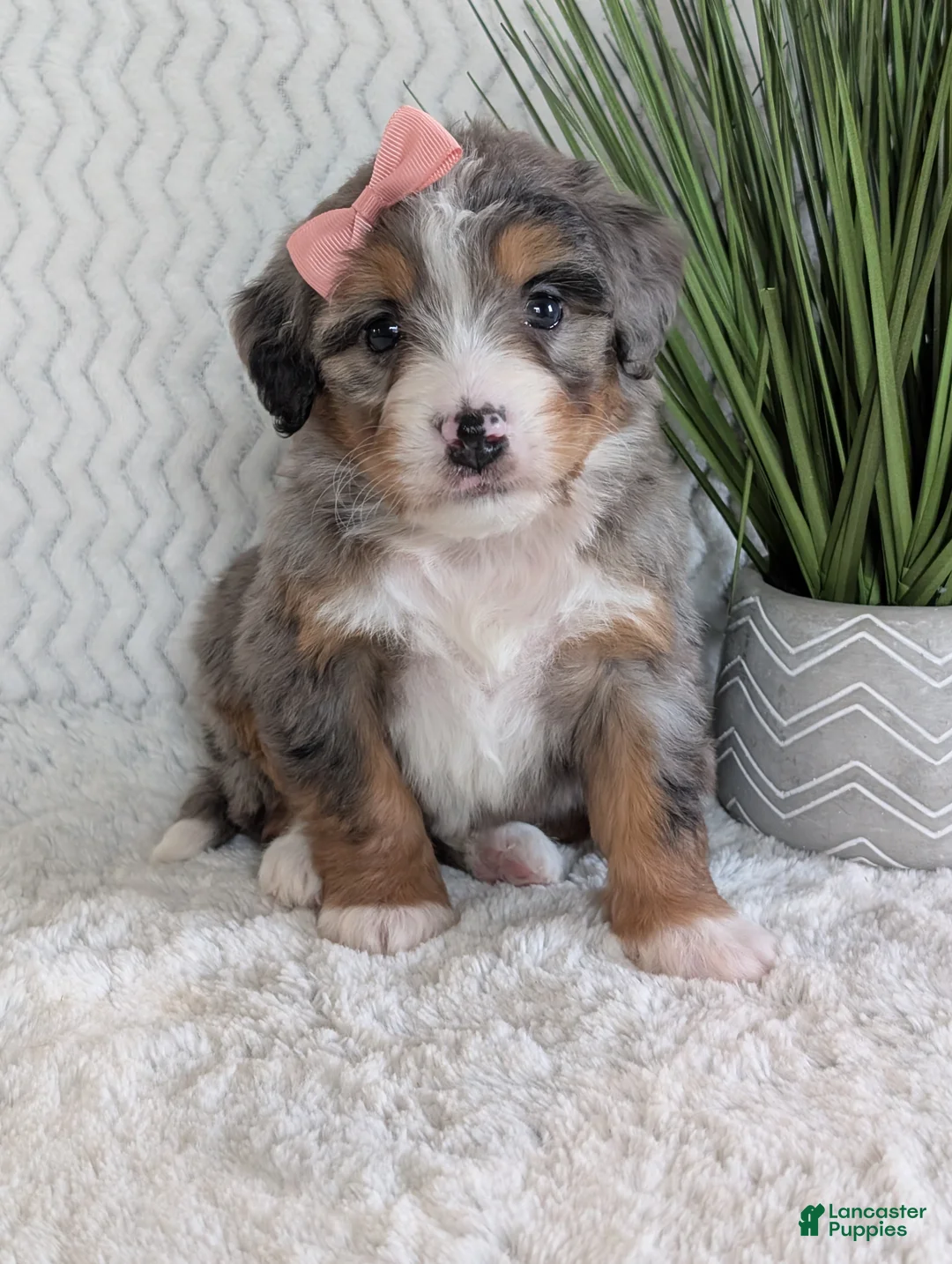 Mini Bernedoodle dogs for sale: Mini Pippa  - Ad 7
