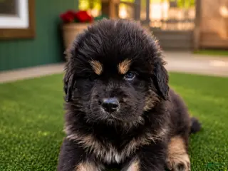 Tibetan Mastiff dogs for sale: Tibetan Mastiff 2 - Ad 4