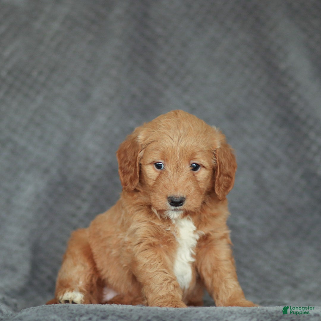 Mini Goldendoodle dogs for sale: Ramona - Ad 2