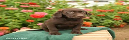 Labrador Retriever dogs for sale: Kenzie - Ad 3
