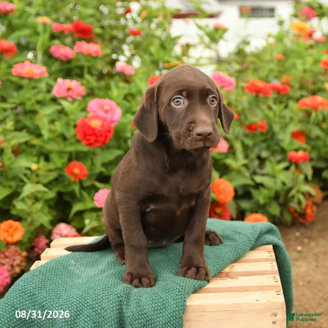 Labrador Retriever dogs for sale: Kenzie - Ad 3