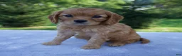 Mixed Breed dogs for sale: Rosie - Ad 2