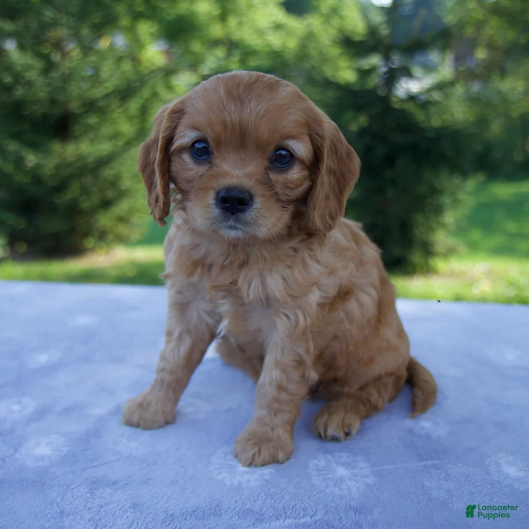Mixed Breed dogs for sale: Rosie - Ad 2