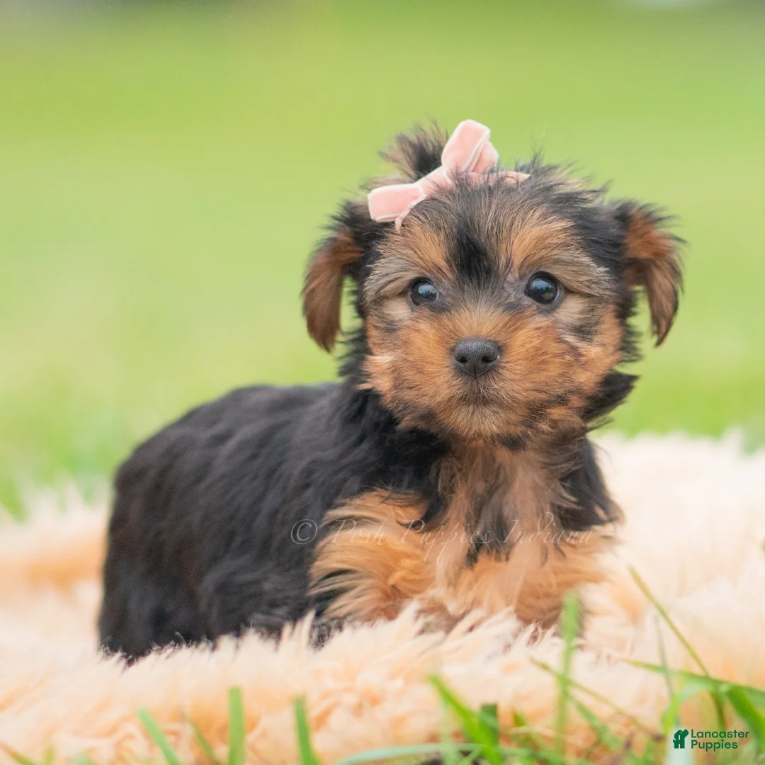 Yorkshire Terrier dogs for sale: Vivian - Ad 6