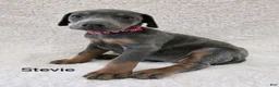 Doberman Pinscher dogs for sale: Doberman Pinscher Puppy 5 - Ad 2