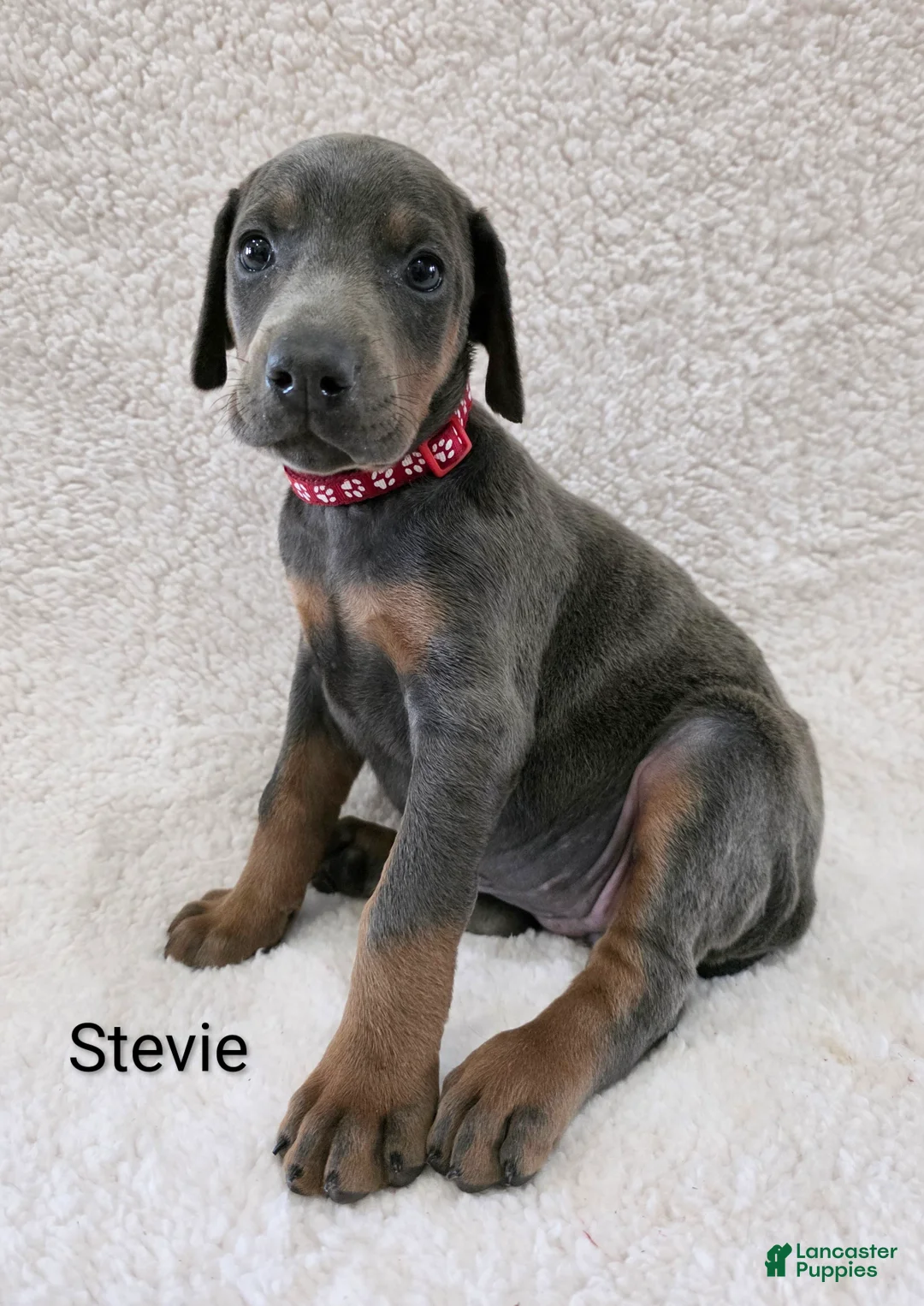 Doberman Pinscher dogs for sale: Doberman Pinscher Puppy 5 - Ad 2