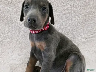 Doberman Pinscher dogs Doberman Pinscher Puppy 5 - Ad 20