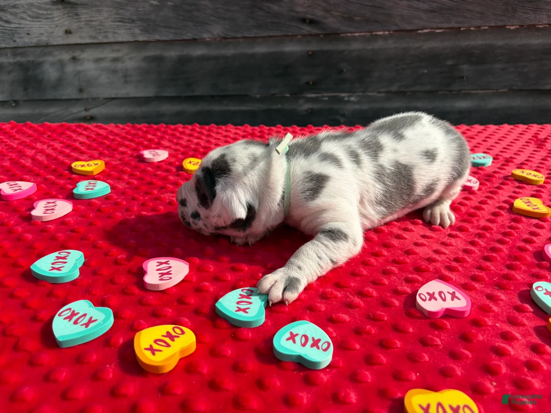 Great Dane dogs for sale: Great Dane - Teal - Ad 5