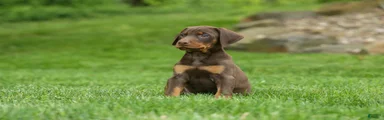  Delilah (Red Rust)🐶