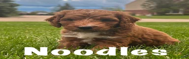 Noodles