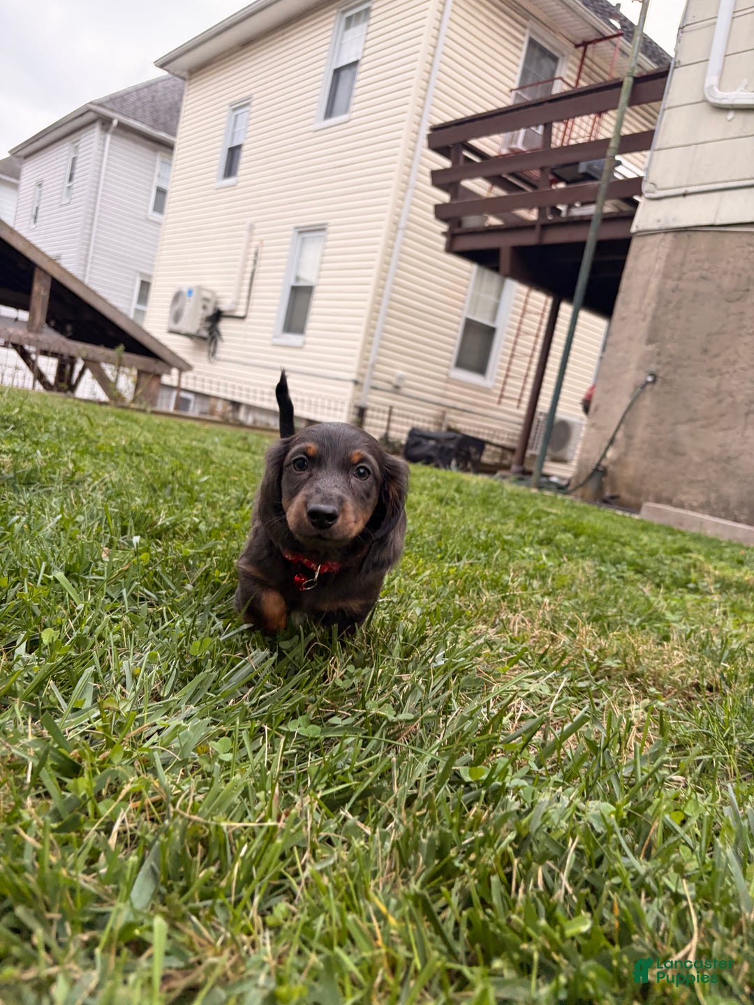 Miniature Dachshund dogs for sale: Tater - Ad 7