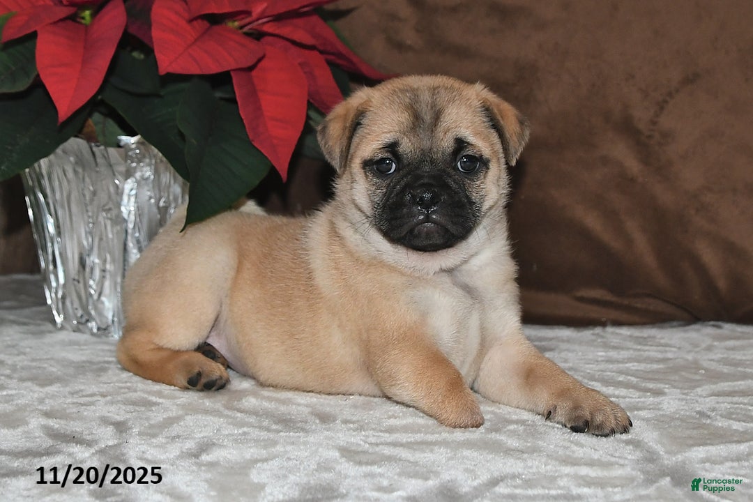 Mixed Breed dogs for sale: Adorable  Special Needs - Ad 6