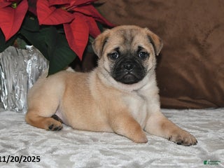 Mixed Breed dogs Adorable Special Needs - Ad 33